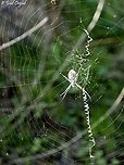 Argiope trifasciata - bottom side this is a female. <br />
upper side of the same one: <br />
https://www.jungledragon.com/image/126221/argiope_trifasciata_-_upper_side.html Argiope trifasciata,Banded Garden Spider,Fall,Geotagged,Israel