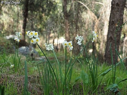 Narcissus tazetta in a mediterranean pine wood Fall,Geotagged,Israel,Narcissus tazetta