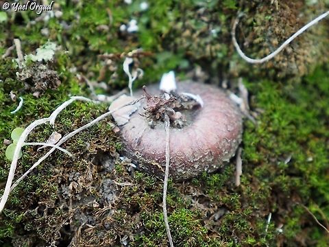 Cyclamen persicum bulb usually they are hidden in the ground... this one chose to grow in a moss covered rock. Cyclamen persicum,Fall,Geotagged,Israel,Persian cyclamen