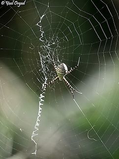 Argiope trifasciata - Upper side this is a female. 
bottom side of the same one: 
https://www.jungledragon.com/image/126218/argiope_trifasciata_-_bottom_side.html Argiope trifasciata,Banded Garden Spider,Fall,Geotagged,Israel