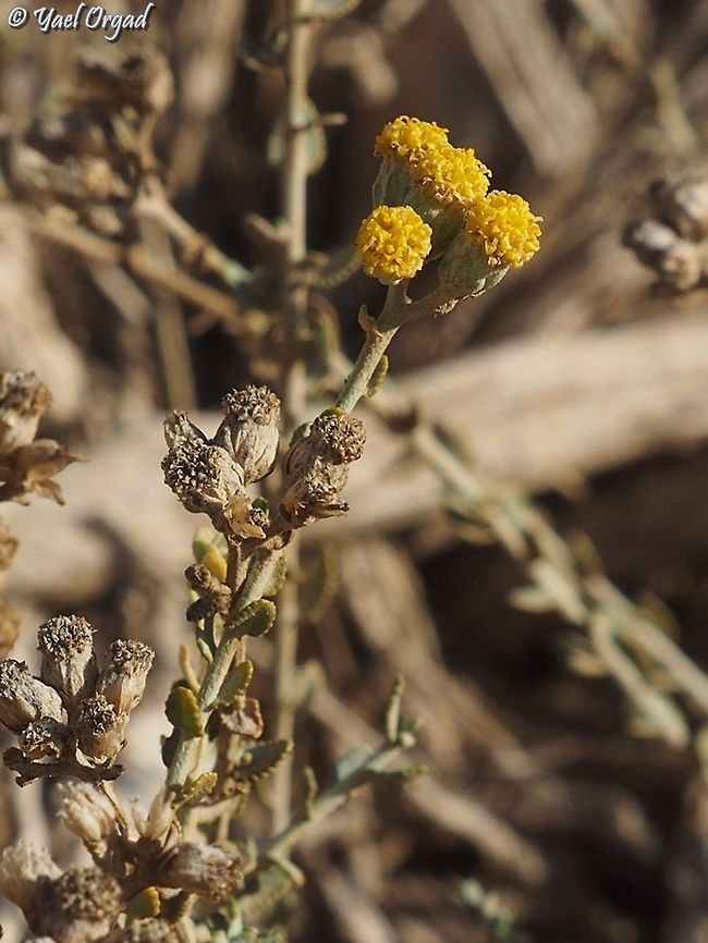Achillea fragrantissima  Achillea fragrantissima,Geotagged,Israel,Winter