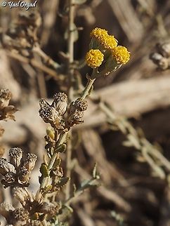 Achillea fragrantissima  Achillea fragrantissima,Geotagged,Israel,Winter