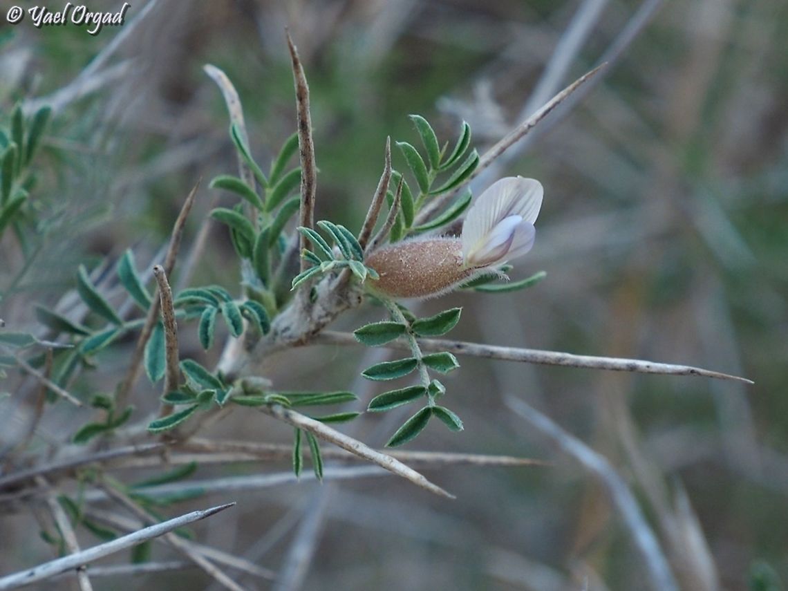 Astragalus spinosus  Astragalus spinosus,Geotagged,Israel,Winter