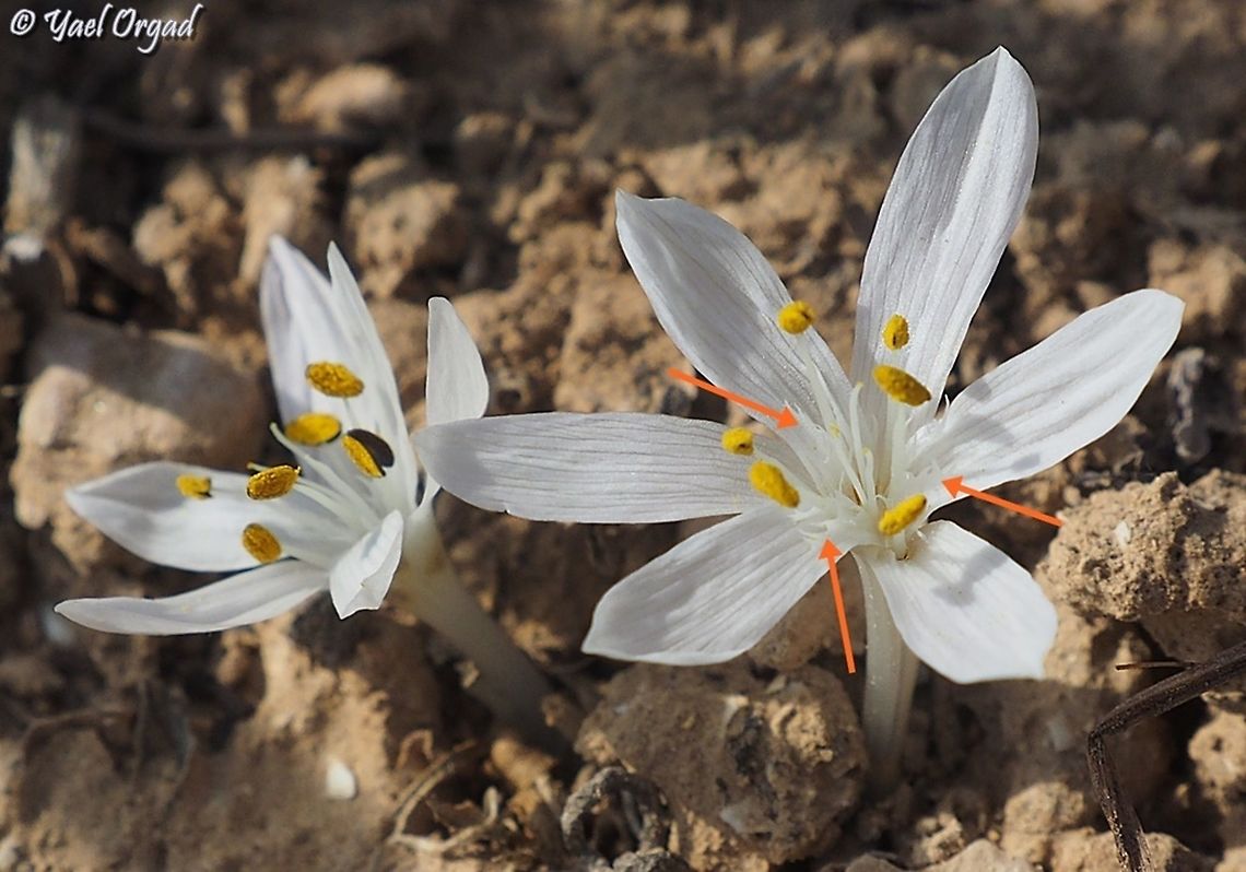 Colchicum tuviae this Colchicum has special mechanism to protect it from nectar theft: it has hairy bracts (which I marked with arrows) that protect its nectary from ants and other non-efficient pollinators. only bees and butterflies are smart enough to get to the nectar and pollinate the flowers.  Colchicum tuviae,Geotagged,Israel,Winter