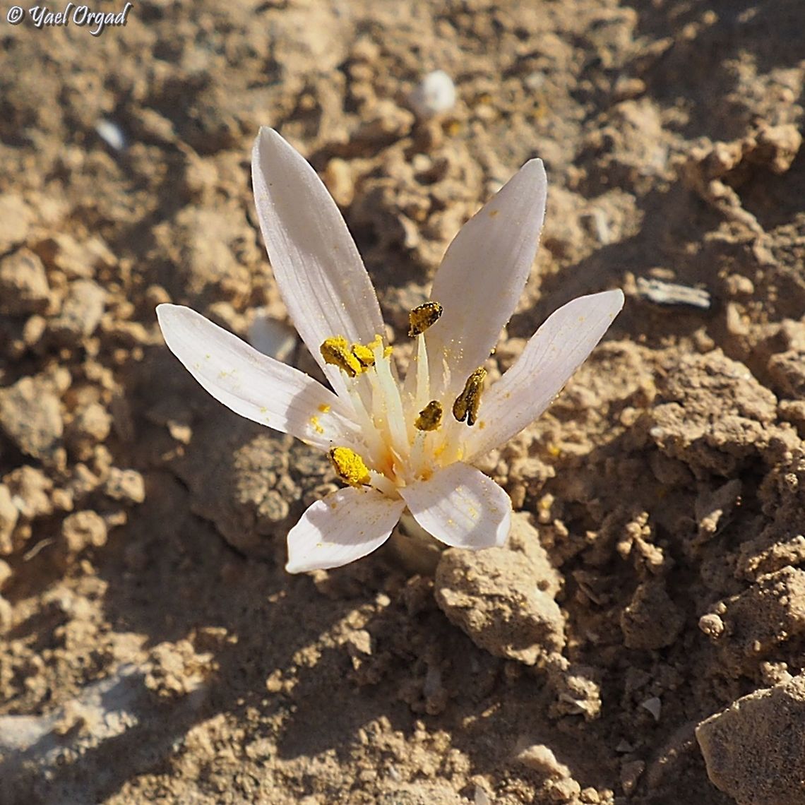 Colchicum tuviae  Colchicum tuviae,Geotagged,Israel,Winter