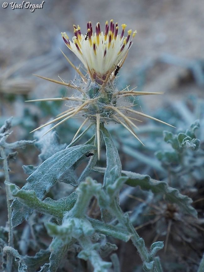 Centaurea aegyptiaca  Centaurea aegyptiaca,Geotagged,Israel,Winter