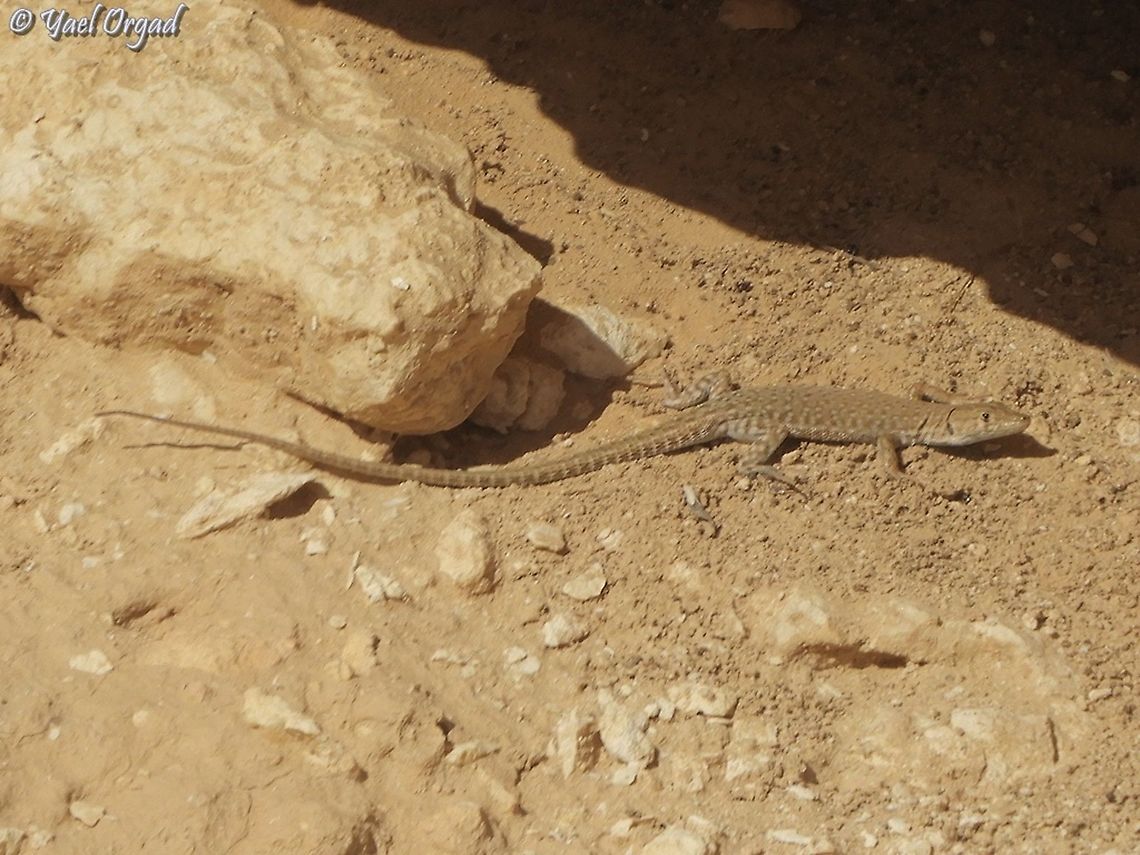 Mesalina guttulata Mesalina guttulata is a common desert lizard, it has a pattern of many small circles, like little &quot;eyes&quot; - like Argus Panoptes from the Greek Mythology...  Geotagged,Israel,Mesalina guttulata,Small-spotted lizard,Winter