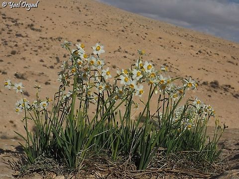 Narcissus tazetta  Bunch-flowered Daffodil,Geotagged,Israel,Narcissus tazetta,Winter
