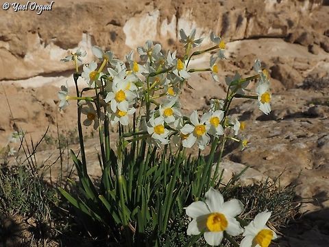Narcissus in the desert it's always amazing to see wildflowers in the desert. the Mediterranean daffodils with the wonderful scent - is even more so. apparently, they are a reminder for a time - long ago - when the climate was not so desert, and when the desert expanded here, they survived in the rocks, relying on surface runoff. 
 Bunch-flowered Daffodil,Geotagged,Israel,Narcissus tazetta,Winter