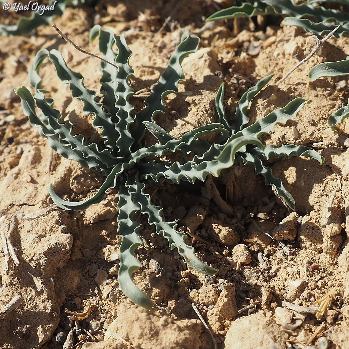 Drimia palaestina bloomed in the late summer, now the leaves come out. and they are beautiful!  Drimia palaestina,Geotagged,Israel,Winter