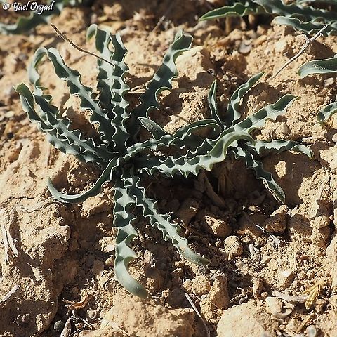 Drimia palaestina bloomed in the late summer, now the leaves come out. and they are beautiful!  Drimia palaestina,Geotagged,Israel,Winter