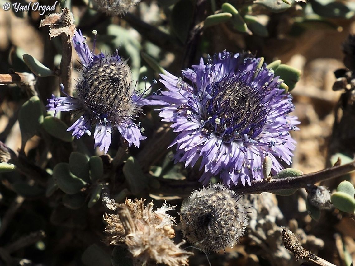 Globularia arabica  Arabian Globularia,Geotagged,Globularia arabica,Israel,Winter