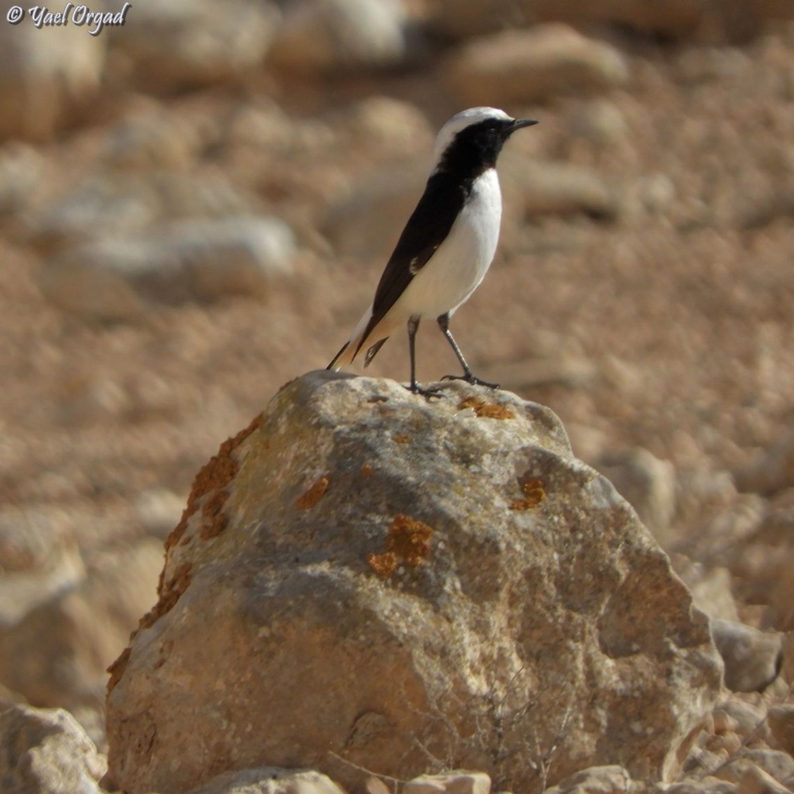 Oenanthe lugens  Geotagged,Israel,Mourning wheatear,Oenanthe lugens,Winter