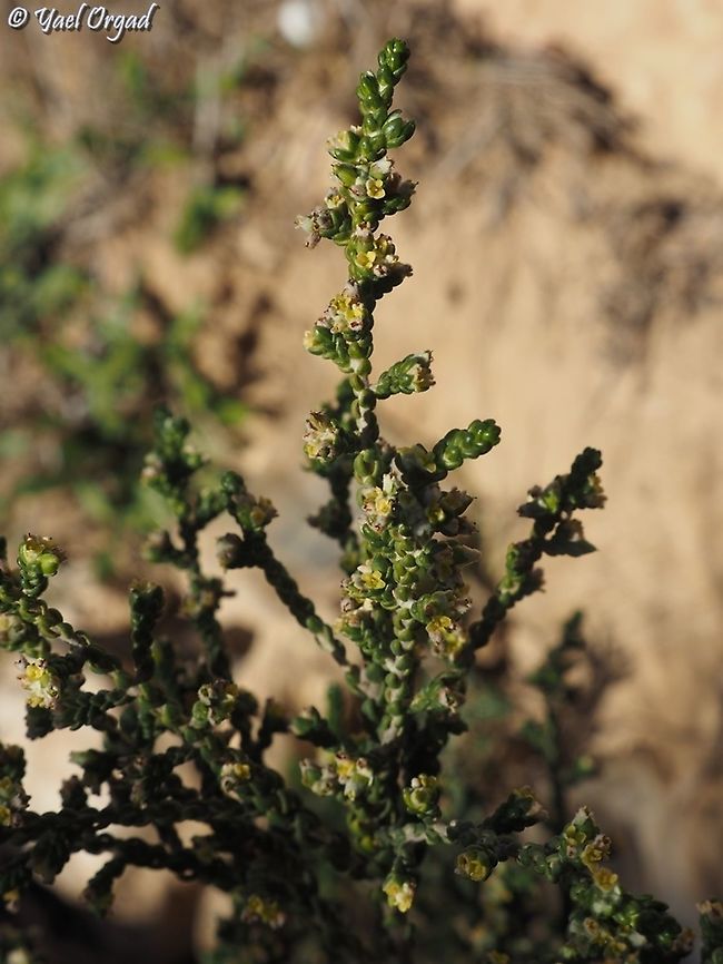Thymelaea hirsuta  Geotagged,Israel,Thymelaea hirsuta,Winter