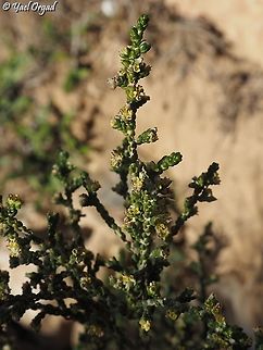 Thymelaea hirsuta  Geotagged,Israel,Thymelaea hirsuta,Winter