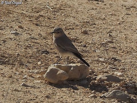 Blackstart - Oenanthe melanura  Blackstart,Geotagged,Israel,Oenanthe melanura,Winter