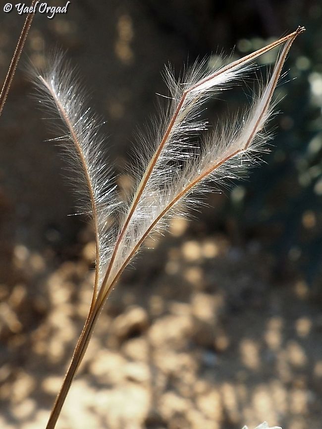 Erodium crassifolium I love the delicate seeds! Desert Stork's-Bill,Erodium crassifolium,Geotagged,Israel,Winter