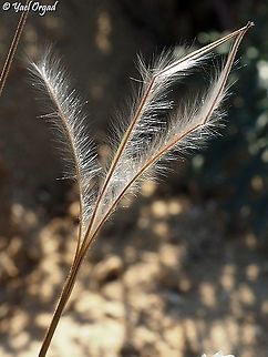 Erodium crassifolium I love the delicate seeds! Desert Stork's-Bill,Erodium crassifolium,Geotagged,Israel,Winter