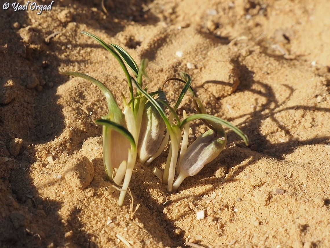 Biarum olivieri  Biarum olivieri,Geotagged,Israel,Winter