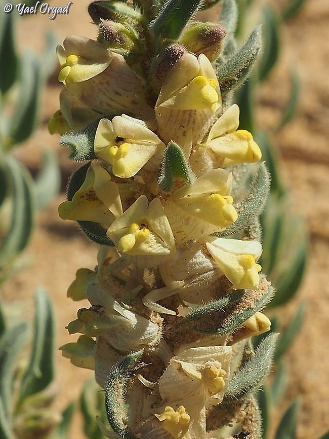 Kiss me, honey, honey, kiss me... Kickxia floribunda: how can you not love a flower that gives so many kisses?! :-)  Geotagged,Israel,Kickxia floribunda,Winter