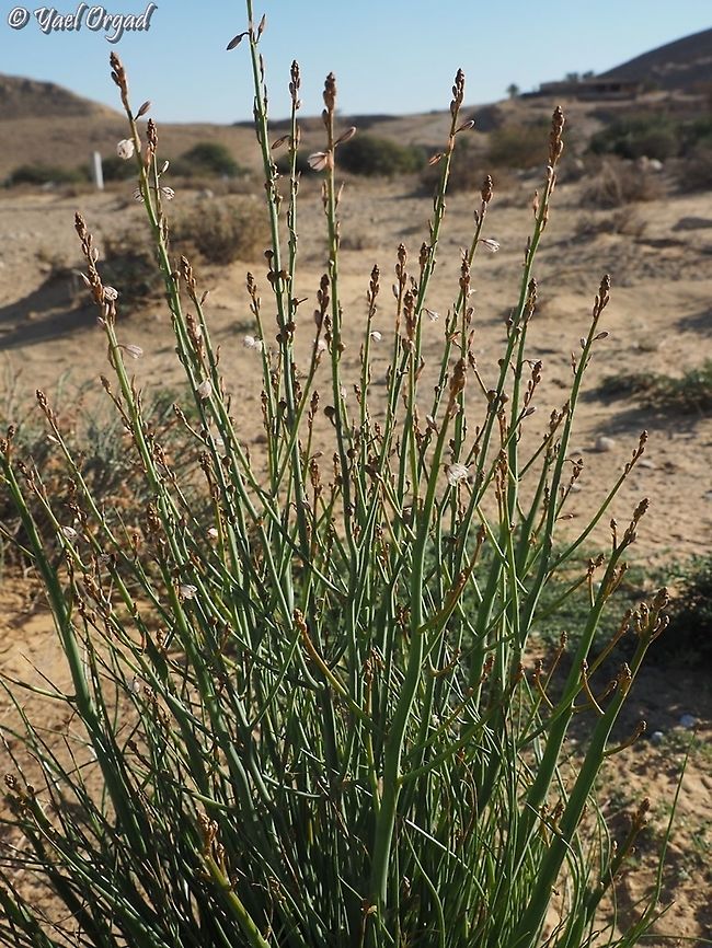 Asphodelus fistulosus  Asphodelus fistulosus,Geotagged,Israel,Onion-Leafed Asphodel,Winter