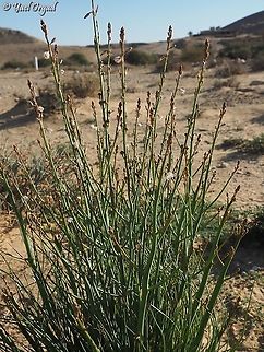 Asphodelus fistulosus  Asphodelus fistulosus,Geotagged,Israel,Onion-Leafed Asphodel,Winter