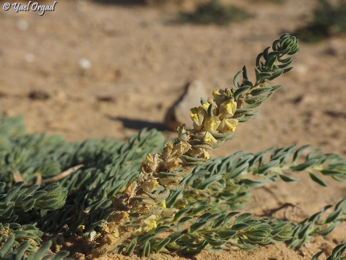 Kickxia floribunda  Geotagged,Israel,Kickxia floribunda,Winter