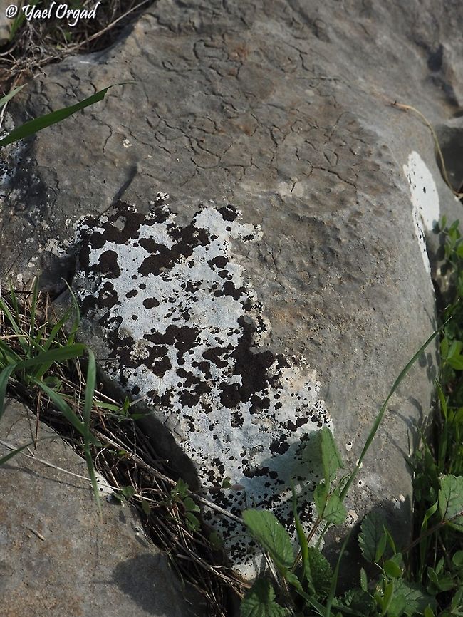 Lecanora atra: "Dalmatian" Lichen  Black-Eye Lichen,Geotagged,Israel,Lecanora Atra,Winter