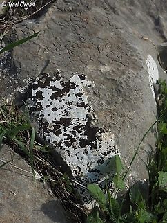 Lecanora atra: "Dalmatian" Lichen  Black-Eye Lichen,Geotagged,Israel,Lecanora Atra,Winter