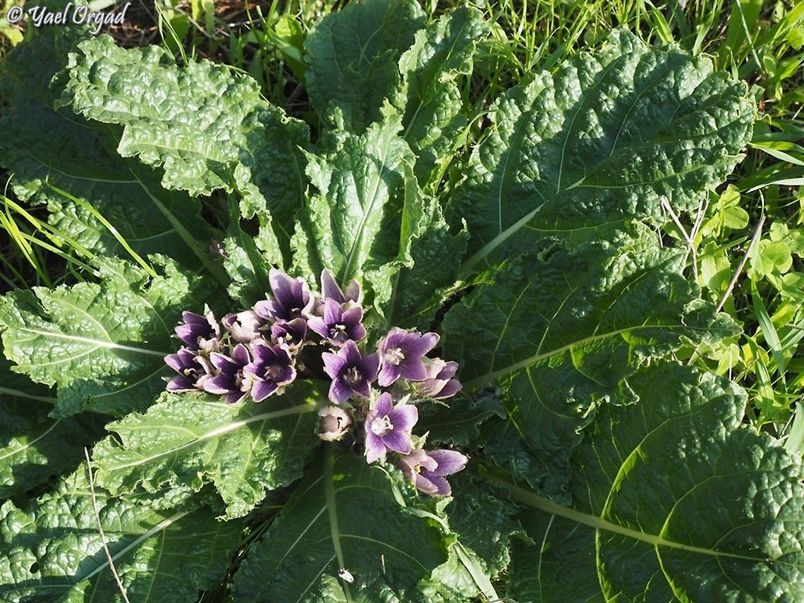Mandragora autumnalis  Geotagged,Israel,Mandragora autumnalis,Mandrake,Winter