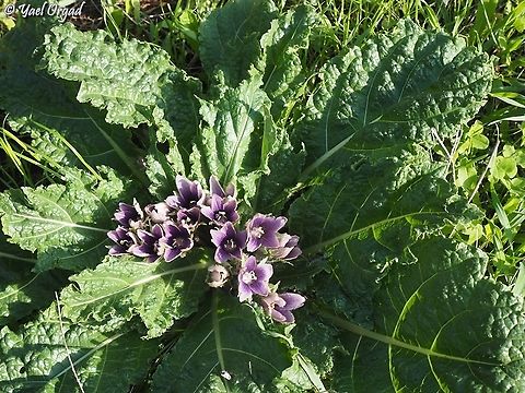 Mandragora autumnalis  Geotagged,Israel,Mandragora autumnalis,Mandrake,Winter