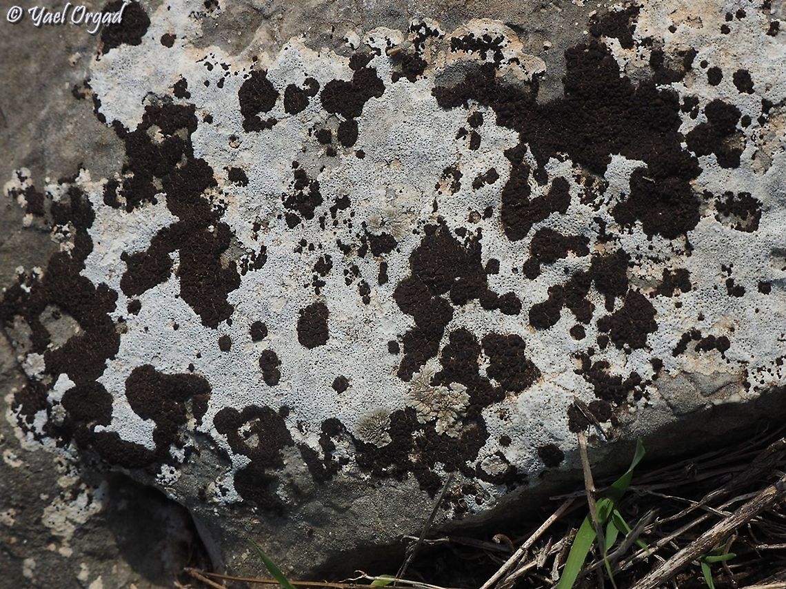 Dalmatian lichen! Lecanora atra Black-Eye Lichen,Geotagged,Israel,Lecanora Atra,Winter