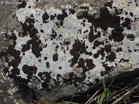 Dalmatian lichen! Lecanora atra Black-Eye Lichen,Geotagged,Israel,Lecanora Atra,Winter