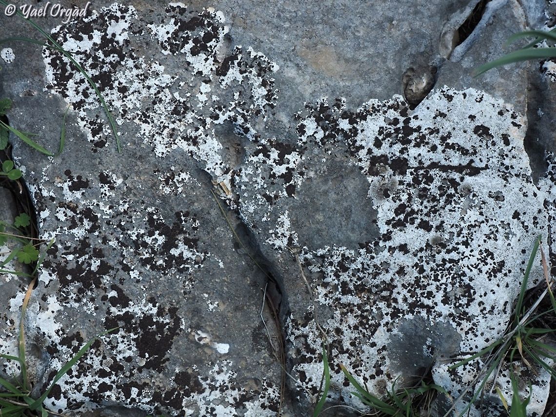 Dalmatian Lichen!  Black-Eye Lichen,Geotagged,Israel,Lecanora Atra,Winter