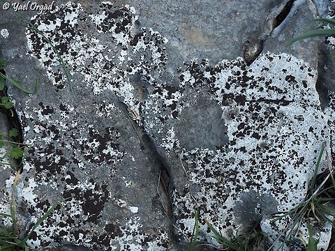 Dalmatian Lichen!  Black-Eye Lichen,Geotagged,Israel,Lecanora Atra,Winter