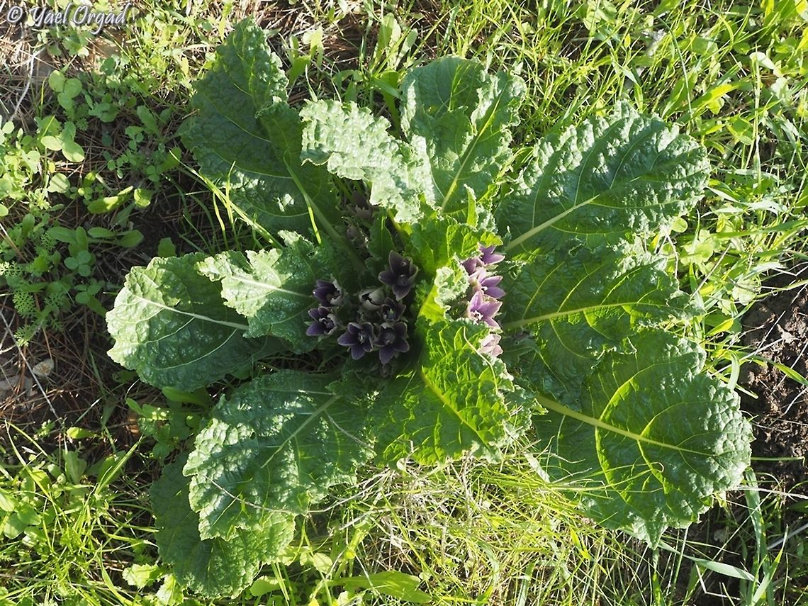 Mandragora autumnalis  Geotagged,Israel,Mandragora autumnalis,Mandrake,Winter