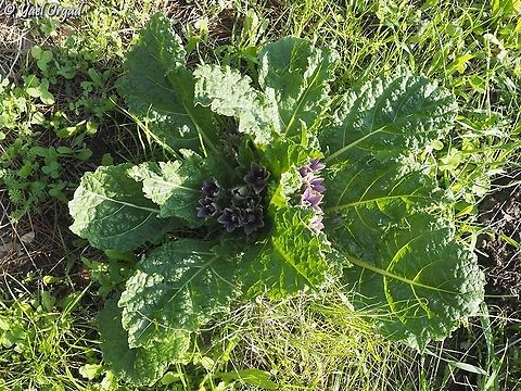 Mandragora autumnalis  Geotagged,Israel,Mandragora autumnalis,Mandrake,Winter
