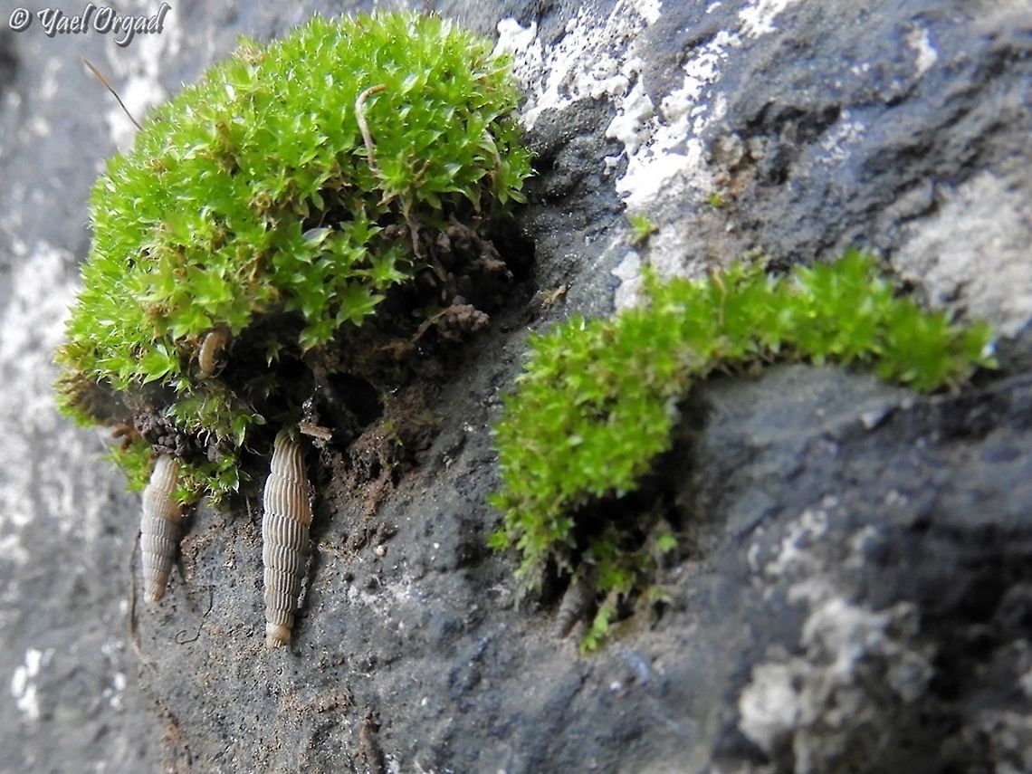 Cristataria haasi  Cristataria haasi,Geotagged,Israel,Winter