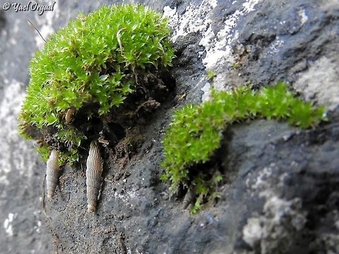 Cristataria haasi  Cristataria haasi,Geotagged,Israel,Winter