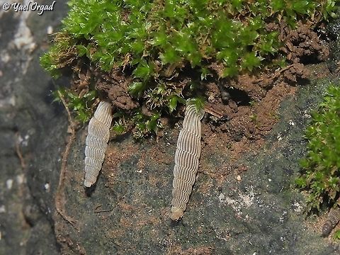 Cristataria haasi small snails (each one about 1 cm long) - first time I noticed them... Cristataria haasi,Geotagged,Israel,Winter