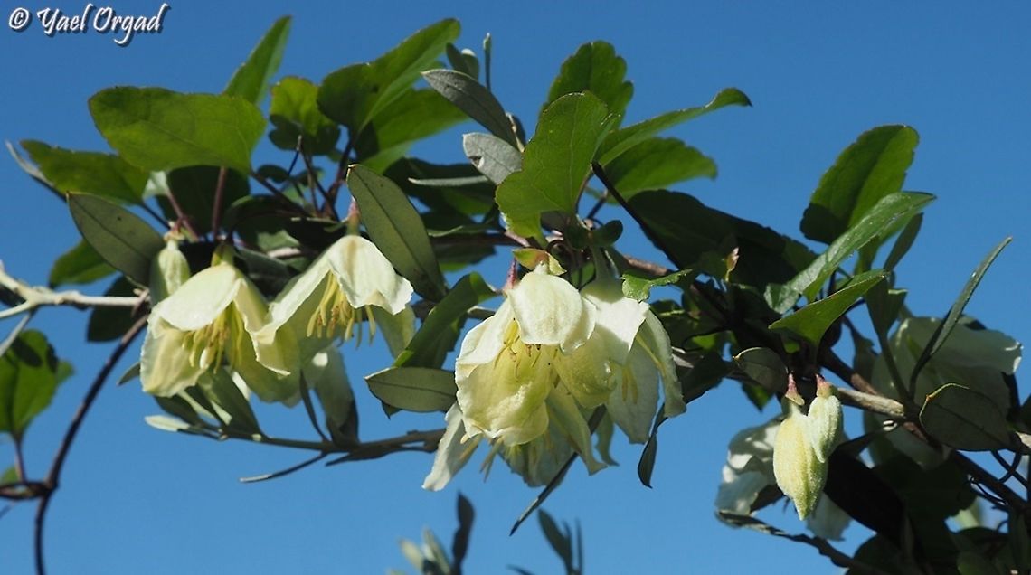 Clematis cirrhosa  Clematis cirrhosa,Geotagged,Israel,Winter