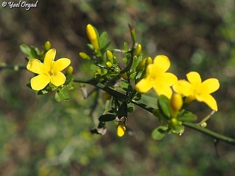 Jasminum fruticans  Chrysojasminum fruticans,Geotagged,Israel,Wild jasmin,Winter
