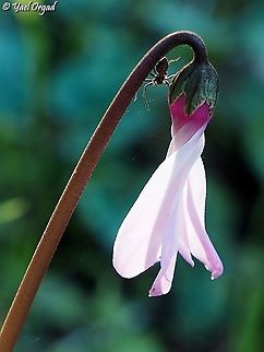 Cyclamen still opening, and a spider  Cyclamen persicum,Geotagged,Israel,Persian cyclamen,Winter