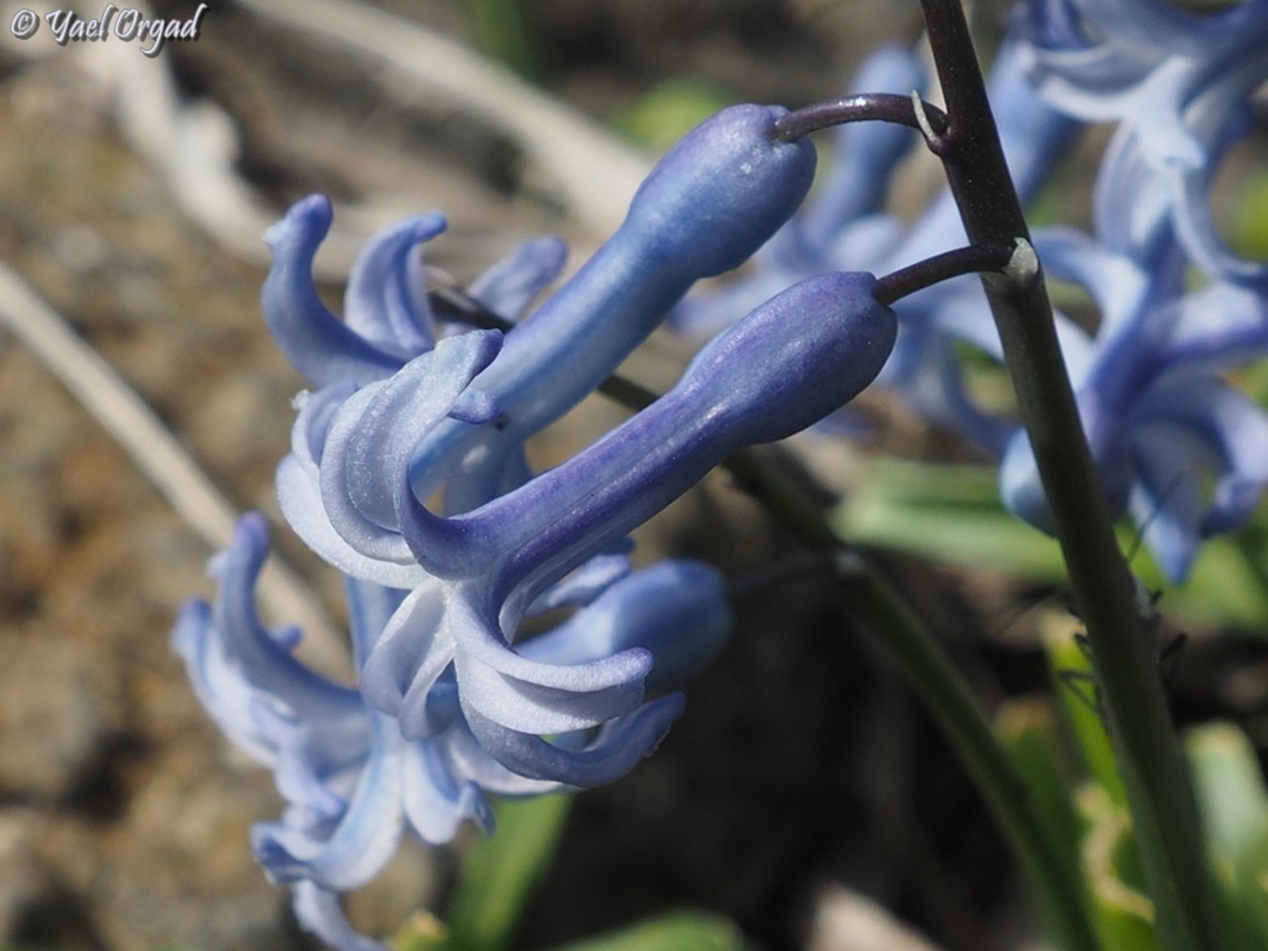 Hyacinth with lovely scent Common hyacinth,Geotagged,Hyacinthus orientalis,Israel,Winter