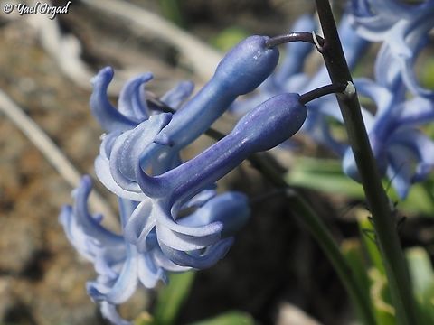 Hyacinth with lovely scent Common hyacinth,Geotagged,Hyacinthus orientalis,Israel,Winter