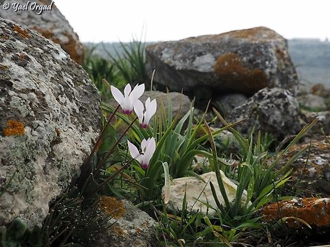 Cyclamen persicum  Cyclamen persicum,Geotagged,Israel,Persian cyclamen,Winter