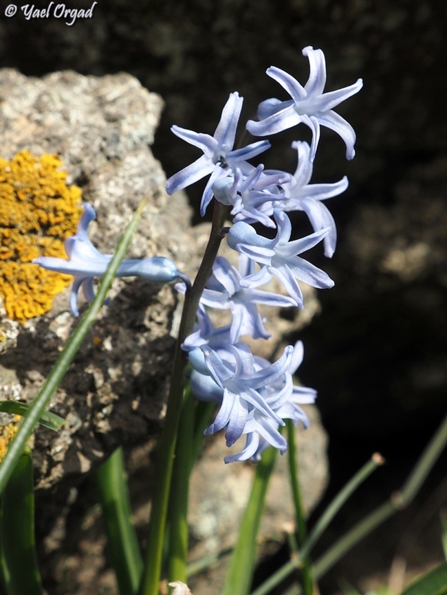 Hyacinthus orientalis  Common hyacinth,Geotagged,Hyacinthus orientalis,Israel,Winter
