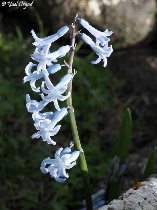 Hyacinthus orientalis  Common hyacinth,Geotagged,Hyacinthus orientalis,Israel,Winter