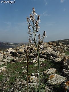 Asphodelus ramosus  Asphodelus ramosus,Branched asphodel,Geotagged,Israel,Winter