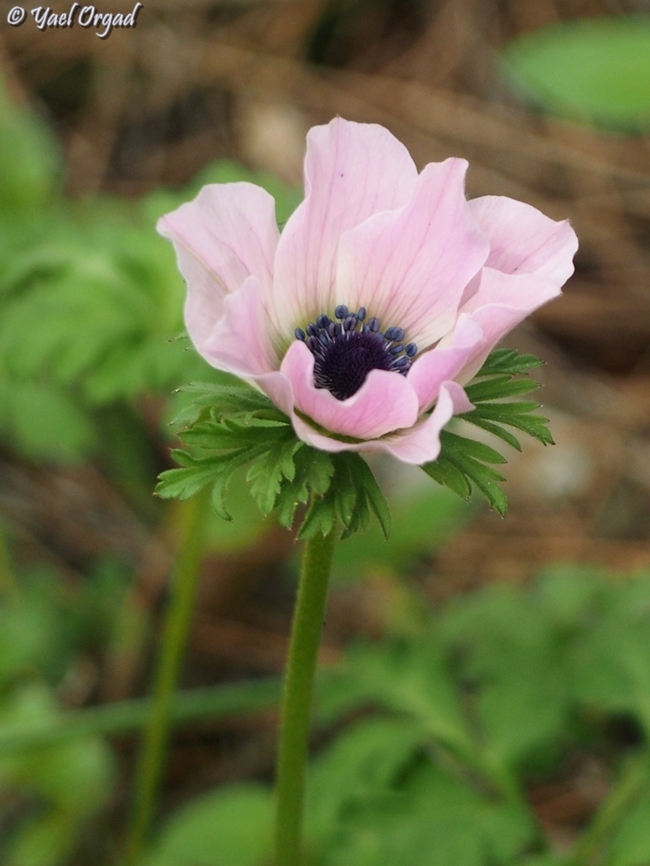 Anemone coronaria  Anemone coronaria,Geotagged,Israel,Poppy anemone,Winter